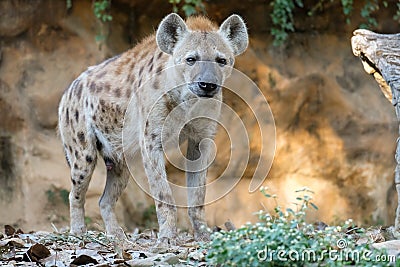 Spotted hyena Stock Photo