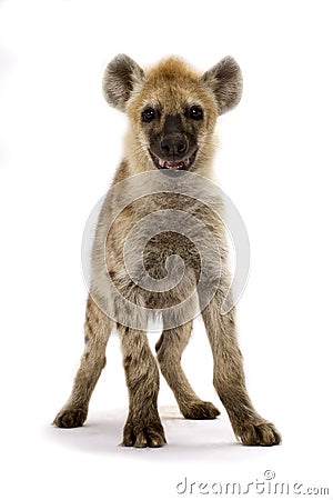 Spotted hyena Crocuta crocuta Stock Photo