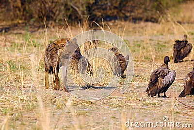 Spotted hyena Crocuta crocuta also known as the laighing hyena in the riverbed with vultures nearby.African scavengers near Stock Photo