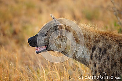Spotted Hyena (Crocuta crocuta) Stock Photo
