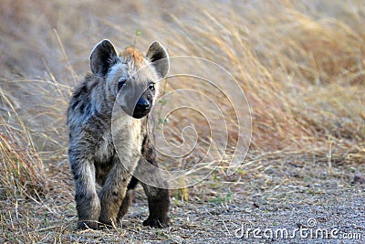 Spotted hyena (Crocuta crocuta) cub Stock Photo