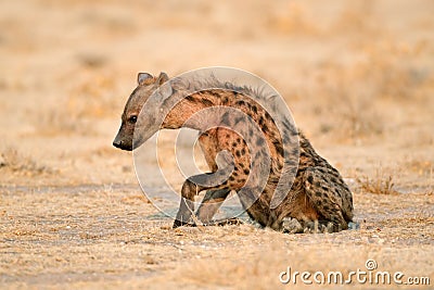 Spotted hyena Stock Photo