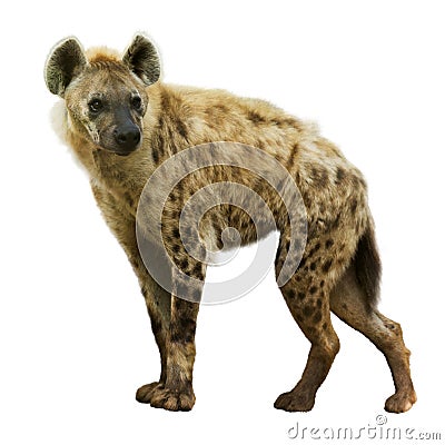 Spotted hyena Stock Photo