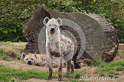 Spotted hyena Crocuta crocuta Stock Photo