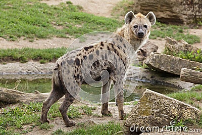 Spotted hyena Crocuta crocuta Stock Photo