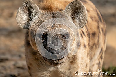 Spotted hyena head close up Stock Photo