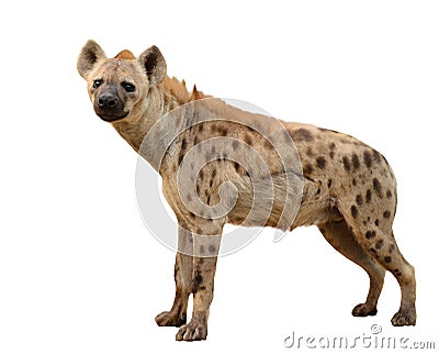Spotted hyena isolated Stock Photo