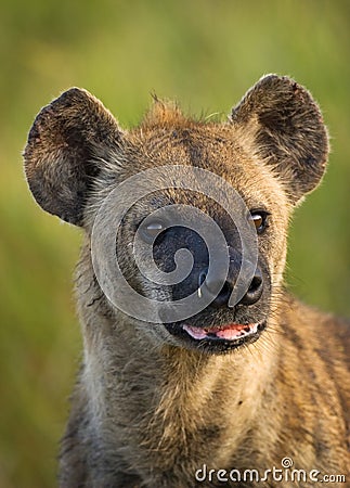 Spotted Hyena Portrait Stock Photo