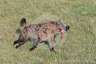 Running spotted Hyena with recently scavenged food Stock Photo