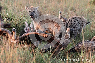 Spotted hyena and vultures feeding on a carcass in the african savannah. Stock Photo