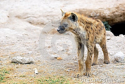 Spotted hyena Stock Photo