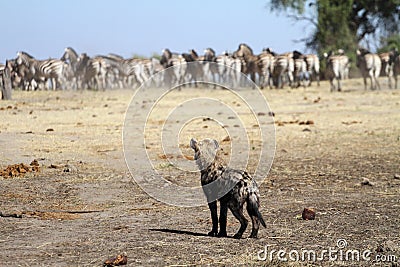 Spotted hyena with zebra Stock Photo