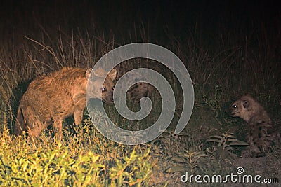 Spotted hyenas by night, Maasai Mara Game Reserve, Kenya Stock Photo