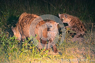 Spotted hyenas by night, Maasai Mara Game Reserve, Kenya Stock Photo