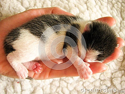 Kitten on a palm of a hand Stock Photo