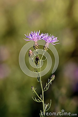 Spotted Knapweed 601400 Stock Photo