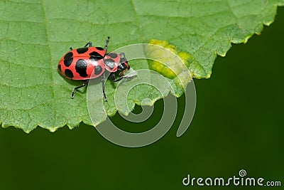 Spotted Pink Lady Beetle - Coleomegilla maculata Stock Photo