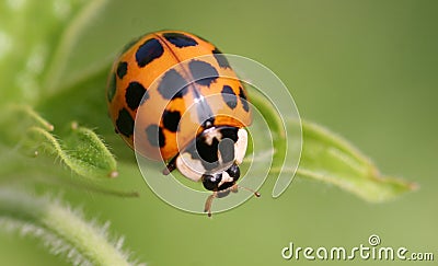 Spotted ladybug Stock Photo
