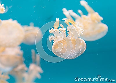 Spotted lagoon jelly, golden medusa, Mastigias papua Stock Photo