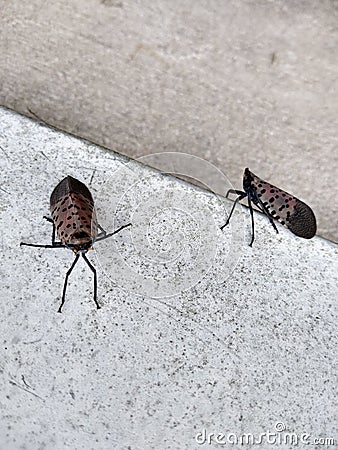 Bugs, Insects, Invasive Species, Spotted Lanternfly, Pennsylvania, USA Stock Photo