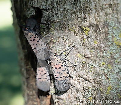 Spotted Lanternflies on Tree in Berks County, Pa Stock Photo