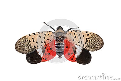 Spotted Lanternfly - Lycorma delicatula Stock Photo