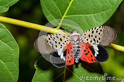 Spotted Lanternfly - Lycorma delicatula Stock Photo