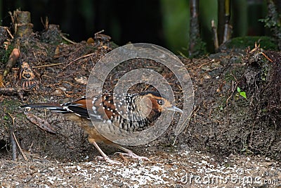 Spotted Laughingthrush foraging for food on the ground Stock Photo