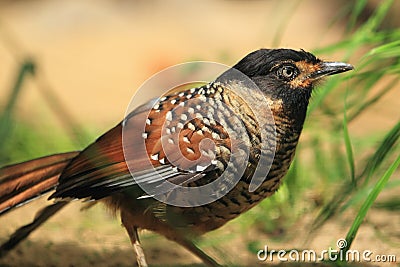 Spotted laughingthrush Stock Photo