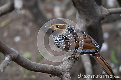 Spotted Laughingthrush on tree branch closeup, Lanthocincla ocellata Stock Photo