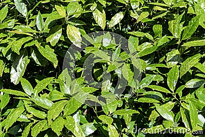 Spotted laurel shrub Stock Photo