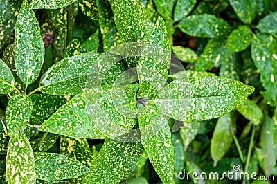Spotted leaves Laurel Aucuba japonica Stock Photo