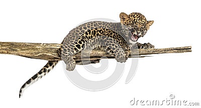 Spotted Leopard cub roaring, lonely on a branch, 7 weeks old Stock Photo