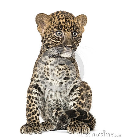 Spotted Leopard cub sitting - Panthera pardus, 7 weeks old Stock Photo