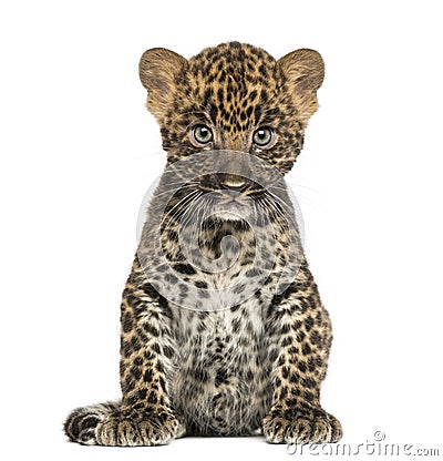 Spotted Leopard cub sitting - Panthera pardus, 7 weeks old Stock Photo