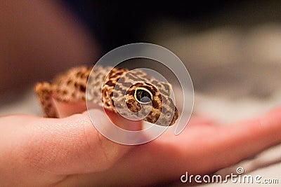 Spotted Leopard Gecko Up Close On Hand Stock Photo