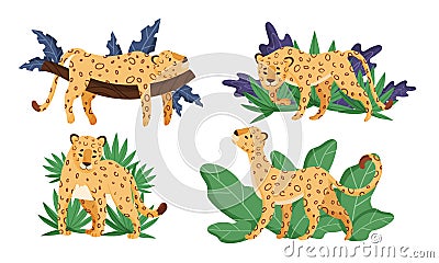 Spotted Leopard in Standing Pose and Lying on Tree Branch Vector Set Vector Illustration