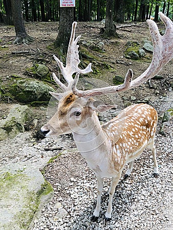 spotted male fallow deer in deer forest at southwicks zoo, mendon, ma Editorial Stock Photo