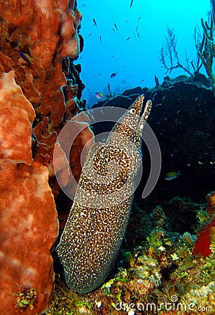 Spotted moray eel Stock Photo