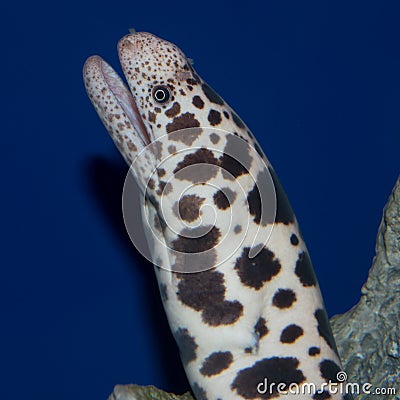 Spotted Moray Eel Stock Photo