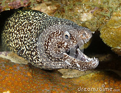 Spotted moray eel ,utila,honduras underwater snake Stock Photo