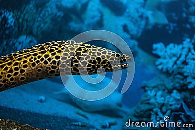Spotted moray eels Stock Photo