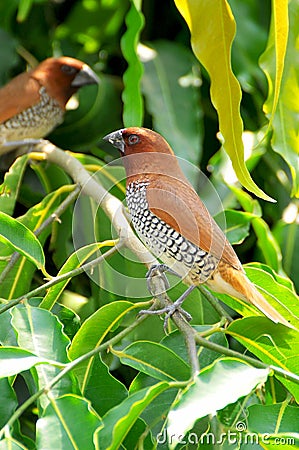 Spotted munia Stock Photo