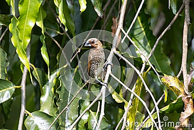 Spotted munia, Lonchura punctulate, in a tree Stock Photo