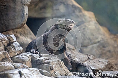 Spotted Neck Otter Stock Photo