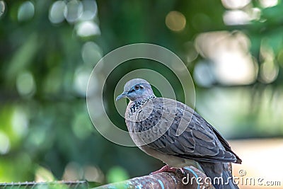 Spotted-necked Dove in the back yard. Stock Photo