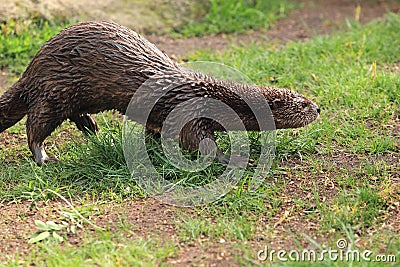 Spotted-necked otter Stock Photo