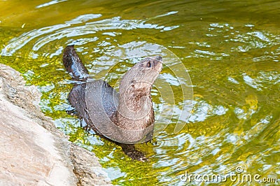 Spotted-necked otter Stock Photo