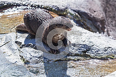 Spotted-necked otter (hydrictis maculicollis) Stock Photo