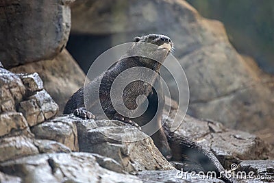 Spotted Neck Otter Stock Photo